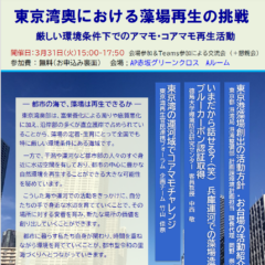 東京湾奥における藻場再生の挑戦